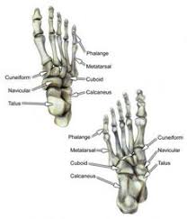 Bones Of The Foot Dorsal And Ventral Views Body Diagram Foot Bone Anatomy Human Bones