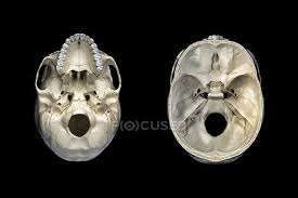 Why is the marrow red? Human Skull Transversal Cross Section And Bottom View On Black Background Biology Cranium Stock Photo 274961058