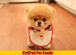 http www kirlipati com royal canin yavru kopek mamalari oncelikle kirlipati yi tercih eden tum kullanicilarimiza tesekkur ed kopek evcil hayvanlar hayvanlar