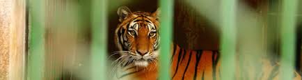 It is owned by the forest preserve district of cook county and is operated by the chicago zoological society. 10 Notorious Animal Abusers Tiger King Didn T Expose Peta