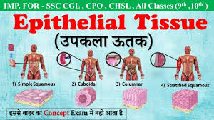 Epithelial Tissue उपकल ऊतक In Hindi Type Of Epithelial Tissue Ssc Campus Youtube