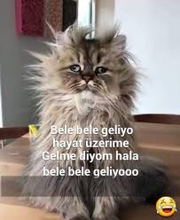 Asla Azdemir Adli Kullanicinin Komik Capsler Panosundaki Pin Komik Kedi Resimleri Komik Komik Resimler