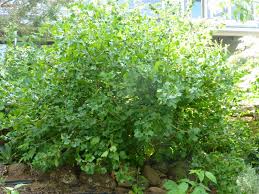 Image result for jostaberry