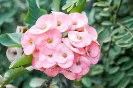 Image result for Euphorbia