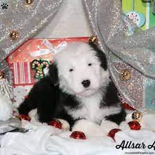 Sheepadoodle Puppies For Sale Greenfield Puppies Sheepadoodle Puppy Sheepadoodle Old English Sheepdog Puppy