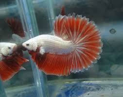 Hanki 11.000 sekunnin betta, fish, aquarium arkistovideomateriaali, jonka nopeus on 29.97fps. 200 Bettafish2 Ideas Betta Betta Fish Fish Pet
