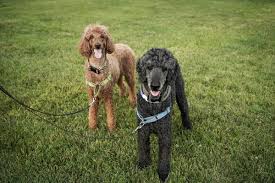 (of the body) with little flesh on the…. Curly Haired Dog Breeds List And Description With Photos