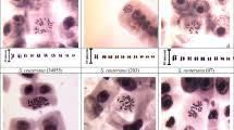 Image result for Limnophyton obtusifolium