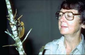 Betty watching a large Megasoma elephas beetle ca. 1985. by Oliver...