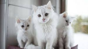 Kedi Bakimi Nasil Yapilir Kedi Turleri Ve Ozellikleri Oku Haber Tarafsiz Haber Oku