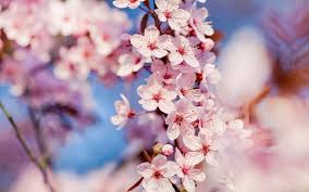 30 Hd Cherry Blossom Wallpapers For Desktop Designemerald This is even worse than a simple repost. 30 hd cherry blossom wallpapers for