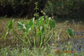Image result for Limnophyton obtusifolium