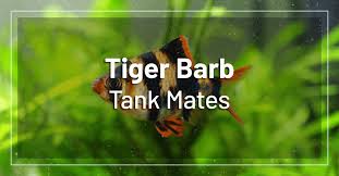 15 Best Tiger Barb Tank Mates Full List Of Tiger Barb