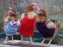 You will love these knitted chicken sweaters patterns. Five Reasons To Knit Chicken Sweaters Feltmagnet