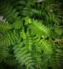 Image result for Campylospermum hiernii