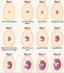 We did not find results for: Chicken Life Cycle Activities And Crafts Kidssoup