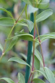Image result for Silene kiwuensis