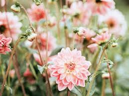 Maybe you would like to learn more about one of these? The 10 Most Beautiful Flowers In The World