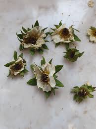 Image result for květopas jahodníkový