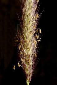 Image result for Cenchrus geniculatus