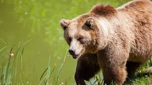 We'll be there when you turn that corner, we'll jump out the bush, with a big bear hug and a smile! Fwp Reports That 2 Grizzly Bears Were Killed By Black Bear Hunters