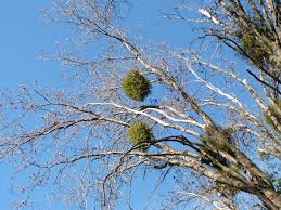 As the haustoria grow, the tree reacts with additional growth around the haustoria. The New Dharma Bums The Romance Of Mistletoe
