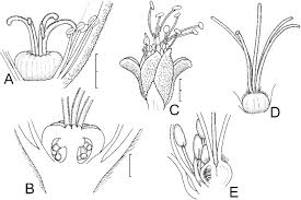 Image result for Aizoon schellenbergii