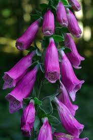 Pin On Garden Crafts