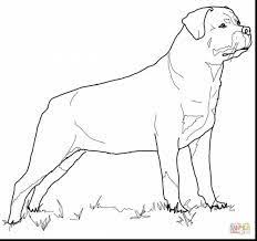 Imagine Similară Dog Coloring Page Puppy Coloring Pages Rottweiler