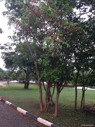 Image result for Ochna richardsiae