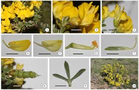 Image result for Argyrolobium tuberosum