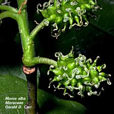 Image result for Moraceae