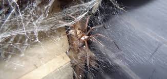 Les toiles d'araignées et leurs incroyables propriétés une toile d'araignée se compose de fils de soie que l'arachnide génère à partir de glandes spéciales. Idee Recue Une Araignee M A Pique Dans Mon Lit