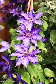 They are a group of mostly woody, deciduous vines, though armand clematis (clematis armandii) is evergreen, and a few are herbaceous perennials. Clematis Growing Guide How To Get Stunning Blooms Garden Therapy