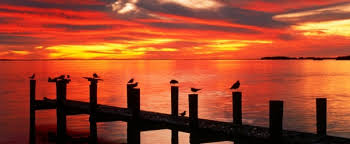 seagulls at sunset fort myers florida