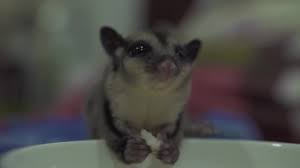 Close Up Sugar Glider Eating Feed From Bowl Sugar Possum Eating Shrimp While Feeding In Home Exotic Home Pets Wild Marsupial Animal In Home Stock Video C Cobectbhax Gmail Com 239959920