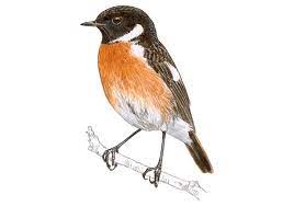 Como la forma, el color, el tamaño. Tarabilla Europea Seo Birdlife