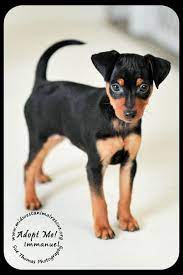 Meet Immanuel Pets Cute Animals Mini Pinscher