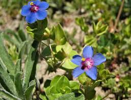 Image result for Lysimachia arvensis