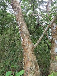 Image result for Strychnos henningsii