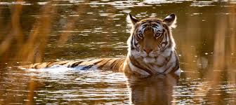 Males have an average total length of 270 to 310 cm (110 to 120 in) including the tail, while females measure 240 to 265 cm (94 to 104 in). Endangered Bengal Tigers Could Go Extinct By 2070