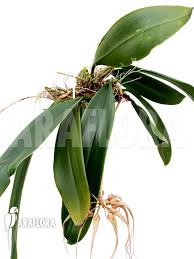 Image result for Bulbophyllum sandersonii