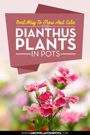 It Is Easy To Grow And Care For Dianthus Plants In Pots Here Is How Plants Dianthus Flowers Dianthus Care