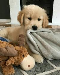 Go To E Yersavage For More Like This In 2020 Cute Baby Animals Cute Animals Baby Animals