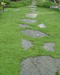 Where Can I Get This Will It Grow In Oklahoma Ground Cover Plants Ground Cover Lawn Alternatives