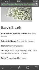 This small flower that accompanies floral arrangements can cause vomiting and diarrhea. Baby S Breath Toxicity And Cats Babycenter