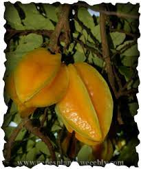 Excellent flavour, bright skin and juicy flesh with few seeds, bearing a summer and winter crop. Carambola Star Fruit Trees For Sale Tropical Fruit Trees For Sale Online At Pepe S Fruit Trees