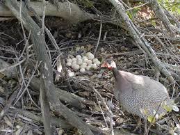Compared to eggs from grey guinea fowl, eggs obtained from white guinea fowl had a more rounded shape and lighter shell colour. Do They Always Hatch Their Eggs Backyard Chickens Learn How To Raise Chickens