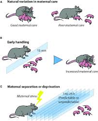 Maybe you would like to learn more about one of these? Experimental Paradigms Based On Maternal Care Used To Study Stress In Download Scientific Diagram