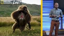 Natl geographic usa live streaming online free. National Geographic Live Youtube